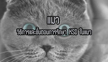 แมว วิธีการและขั้นตอนการรักษา KSD ในแมว